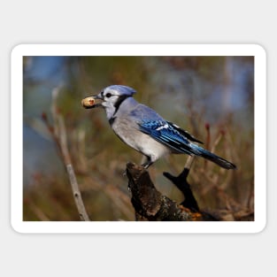 Blue Jay Sticker